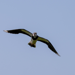 Sylt-2025_011_20250613