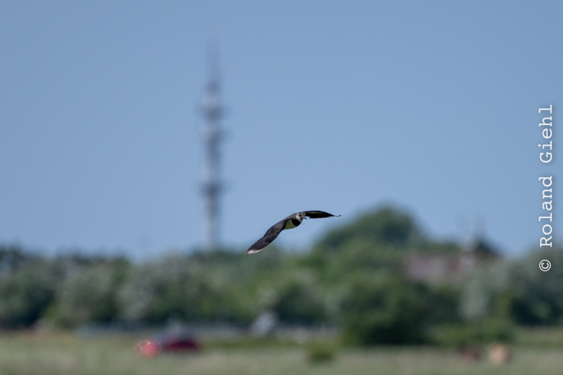 Sylt-2025_015_20250613