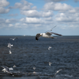 Sylt-2025_092_20250619