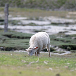Sylt-2025_019_20250613