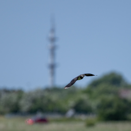 Sylt-2025_015_20250613
