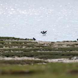 Sylt-2025_017_20250613