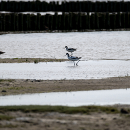 Sylt-2025_016_20250613