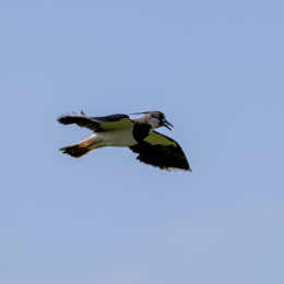 Sylt-2025_012_20250613