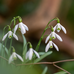 Bot. Garten Frankfurt März 2025