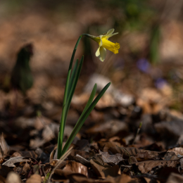Botanischer-Garten-FFM_002_20250307