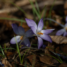 Botanischer-Garten-FFM_006_20250307