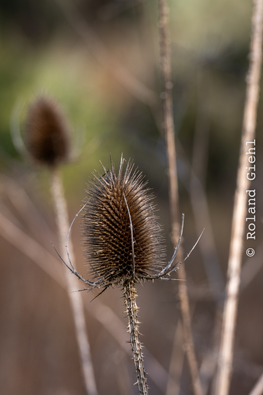 Botanischer-Garten-FFM_008_20250307