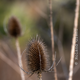 Botanischer-Garten-FFM_008_20250307