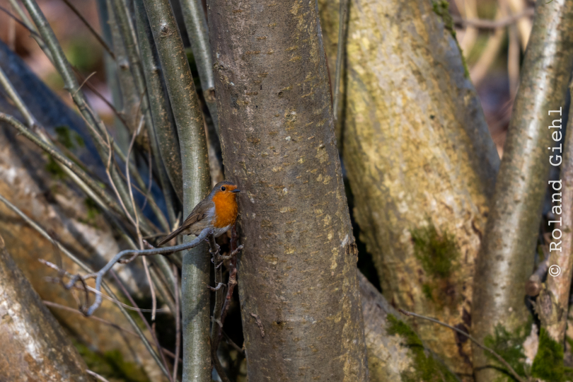 Botanischer-Garten-FFM_010_20250307