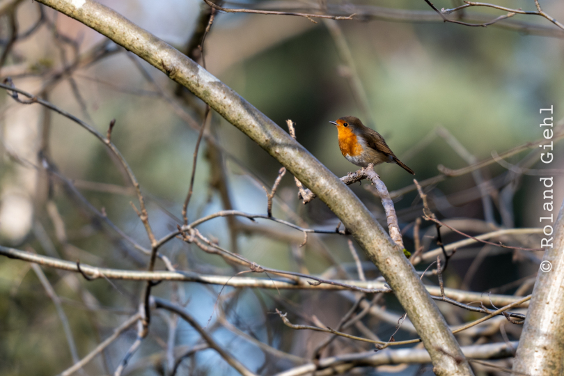 Botanischer-Garten-FFM_009_20250307