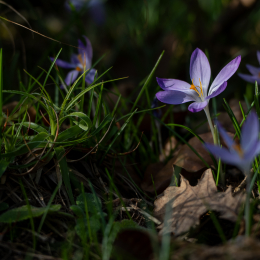 Botanischer-Garten-FFM_007_20250307