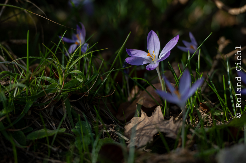 Botanischer-Garten-FFM_007_20250307