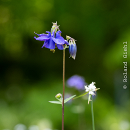 Bot-Garten-FFM_20240505_011_20240505