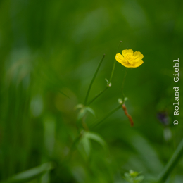Bot-Garten-FFM_20240505_001_20240505