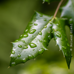 Bot-Garten-FFM_20240505_009_20240505