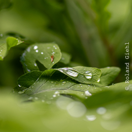 Bot-Garten-FFM_20240505_007_20240505