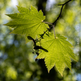 Bot-Garten-FFM_20240505_014_20240505