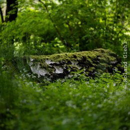 Bot-Garten-FFM_20240505_003_20240505