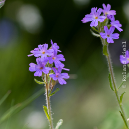 Bot-Garten-FFM_20240505_012_20240505