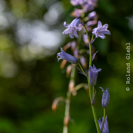 Bot-Garten-FFM_20240505_013_20240505
