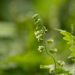 Bot-Garten-FFM_20240505_005_20240505