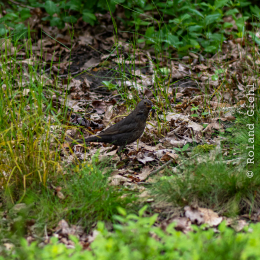Bot-Garten-FFM_20240505_004_20240505
