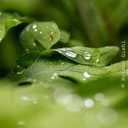 Bot-Garten-FFM_20240505_008_20240505