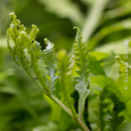Bot-Garten-FFM_20240505_006_20240505