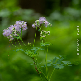 Bot-Garten-FFM_20240505_002_20240505