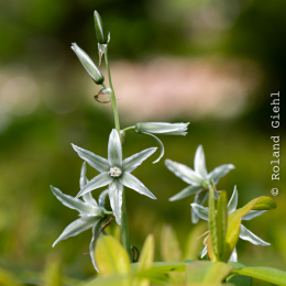 Bot-Garten-FFM_20240505_015_20240505