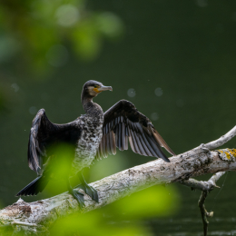 Braubach_Teich_007_20240728