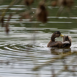 Braubach_Teich_012_20240728