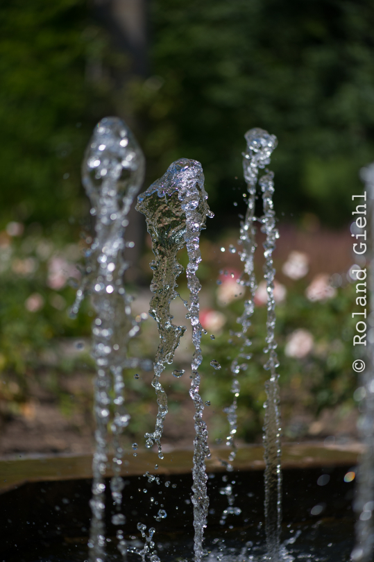 Palmengarten_Frankfurt-20130721-11