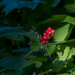 Palmengarten Juli 2013