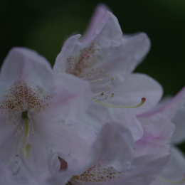 DSC_9875