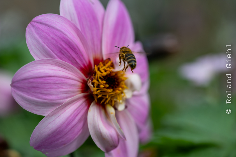 Palmengarten_006_20250928