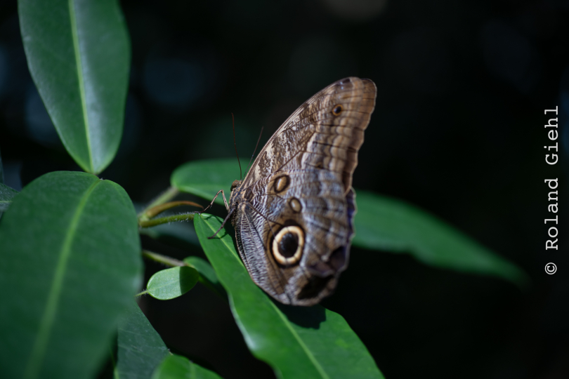 Palmengarten_007_20250928