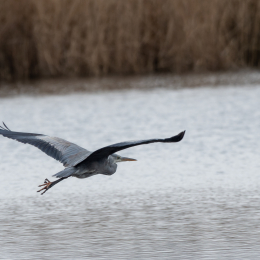 Reinheimer-Teich_001_20250216