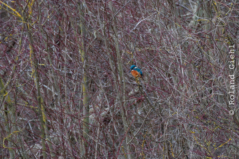 Reinheimer-Teich_009_20250216