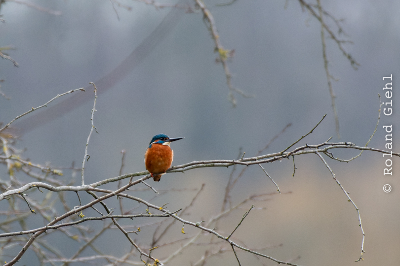 Reinheimer-Teich_007_20250216