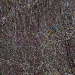 Reinheimer-Teich_013_20250216
