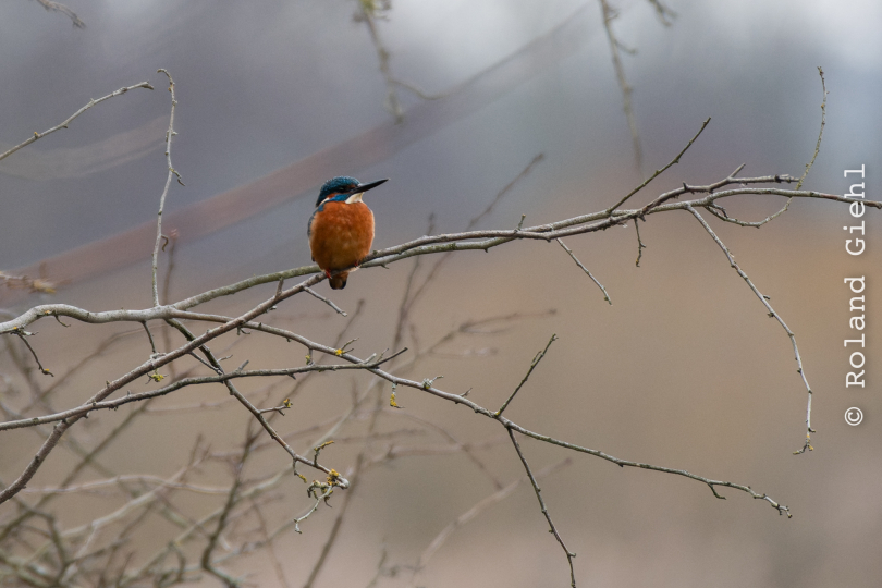 Reinheimer-Teich_005_20250216