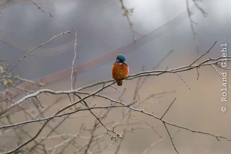 Reinheimer-Teich_003_20250216