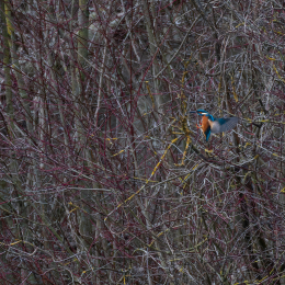 Reinheimer-Teich_012_20250216