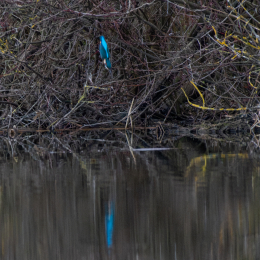 Reinheimer-Teich_LRC_011_20250216-Verbessert-RR