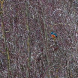 Reinheimer-Teich_LRC_009_20250216-Verbessert-RR