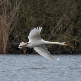 Reinheimer Teich Februar 2025 - LRC