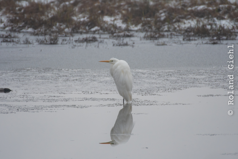 Reinheimer_Teich_019_20250105