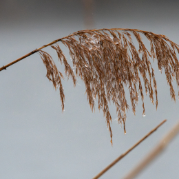 Reinheimer_Teich_003_20250105